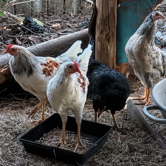 Bits and Pieces - Picture 3 of 12